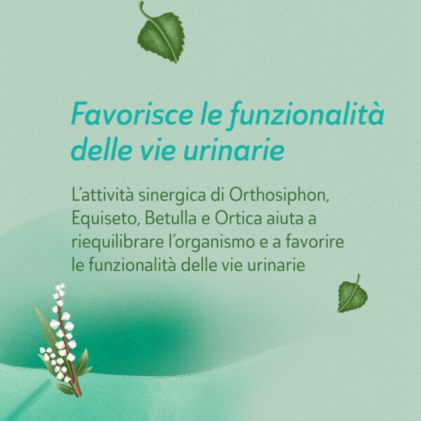 TISANA DRENANTE FILTROSCRIGNO | NEAVITA - immagine 4